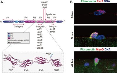 Extracellular matrix: Brick and mortar in the skeletal muscle stem cell niche